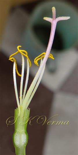  Flower with perianth lobes removed- Stamens 5, stigma 3-fid